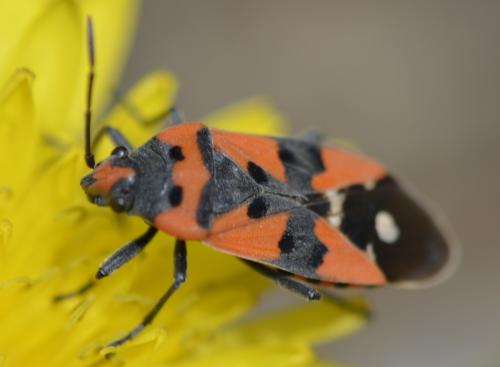 Réf. 204 855 : Lygaeus equestris